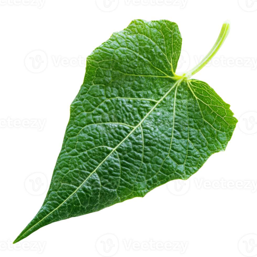 Bright green leaf with veins on a white background, transparent png
