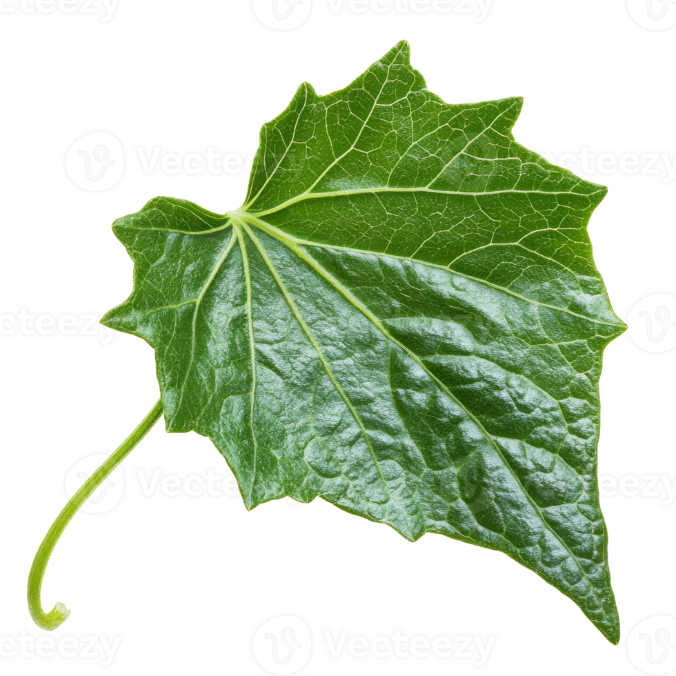 Close-up view of a vibrant green ivy leaf on a white background, transparent png