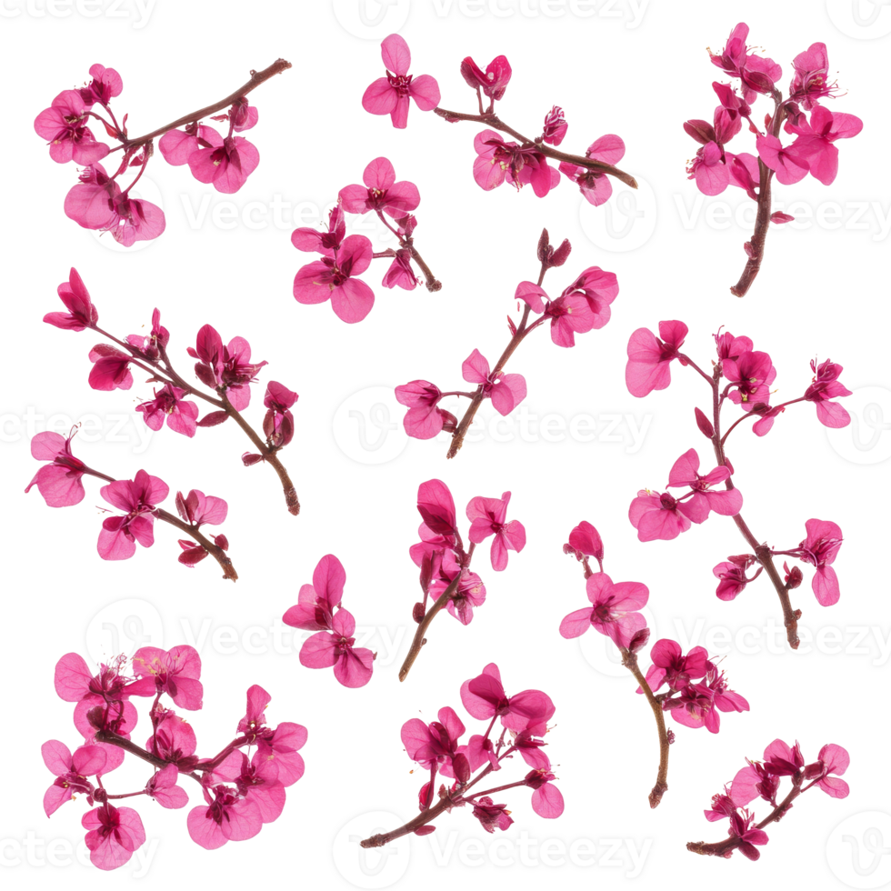 Delicate pink blossoms arranged artistically on a white background, transparent png
