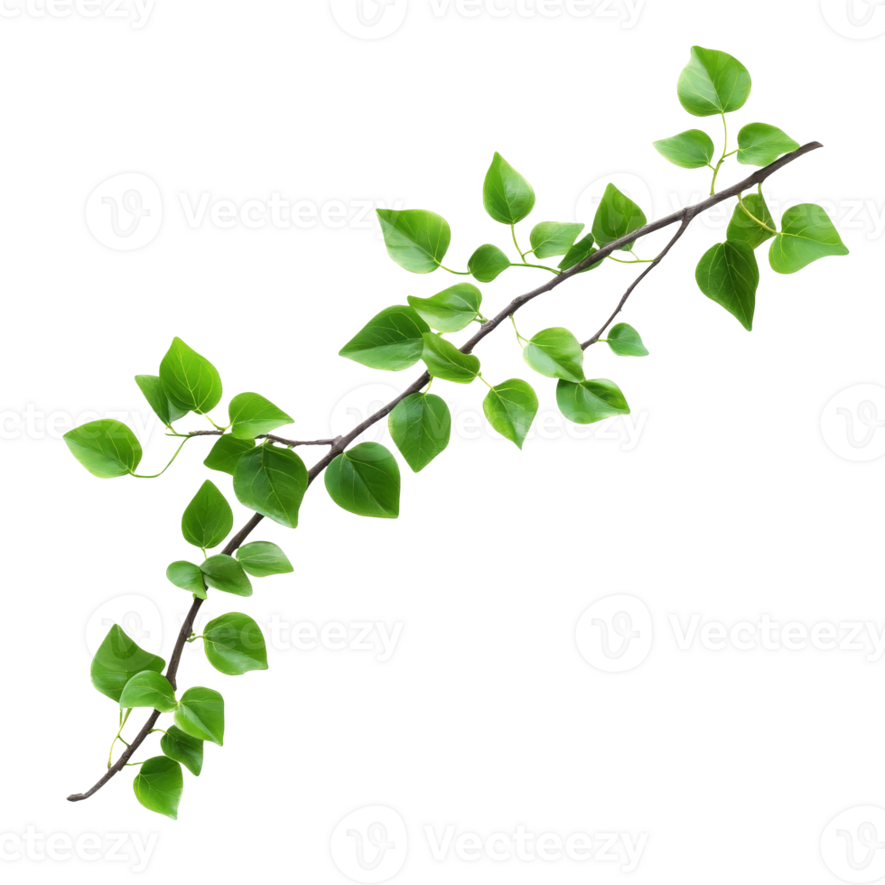 Green leafy branch with vibrant foliage on a white background, transparent png