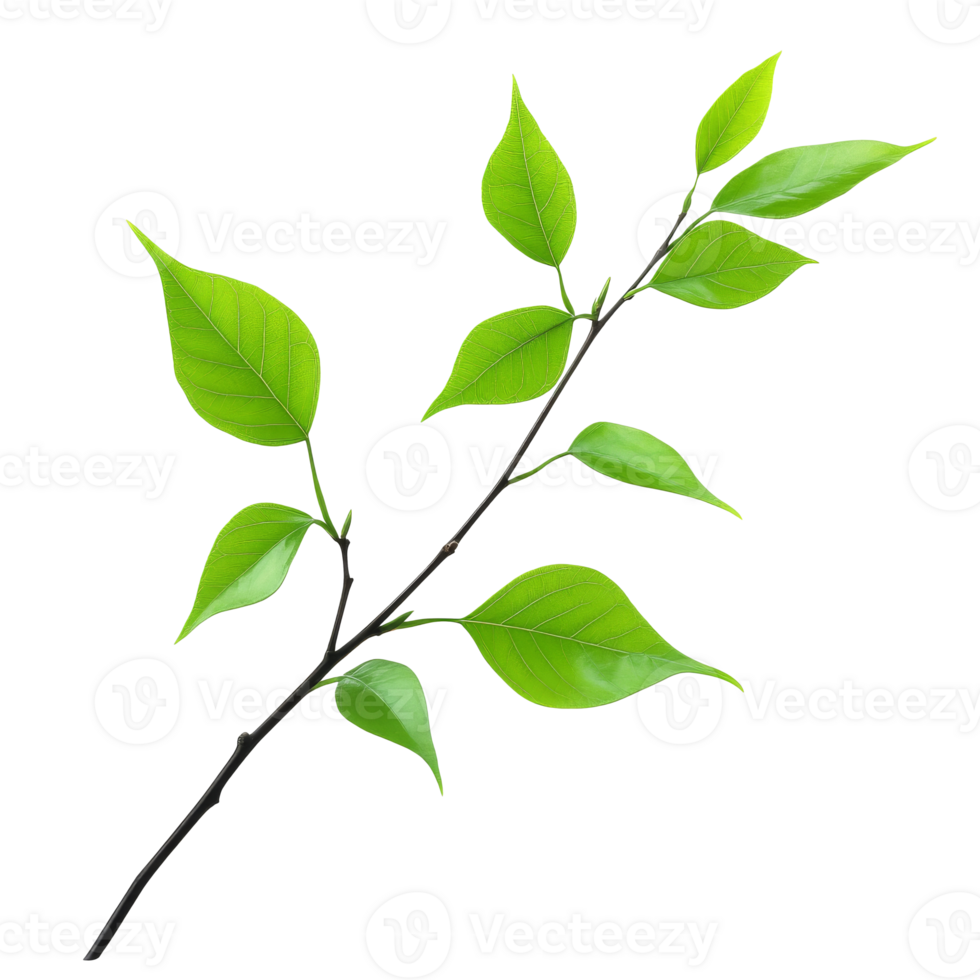 Fresh green leaves on a slender branch against a white background, transparent png