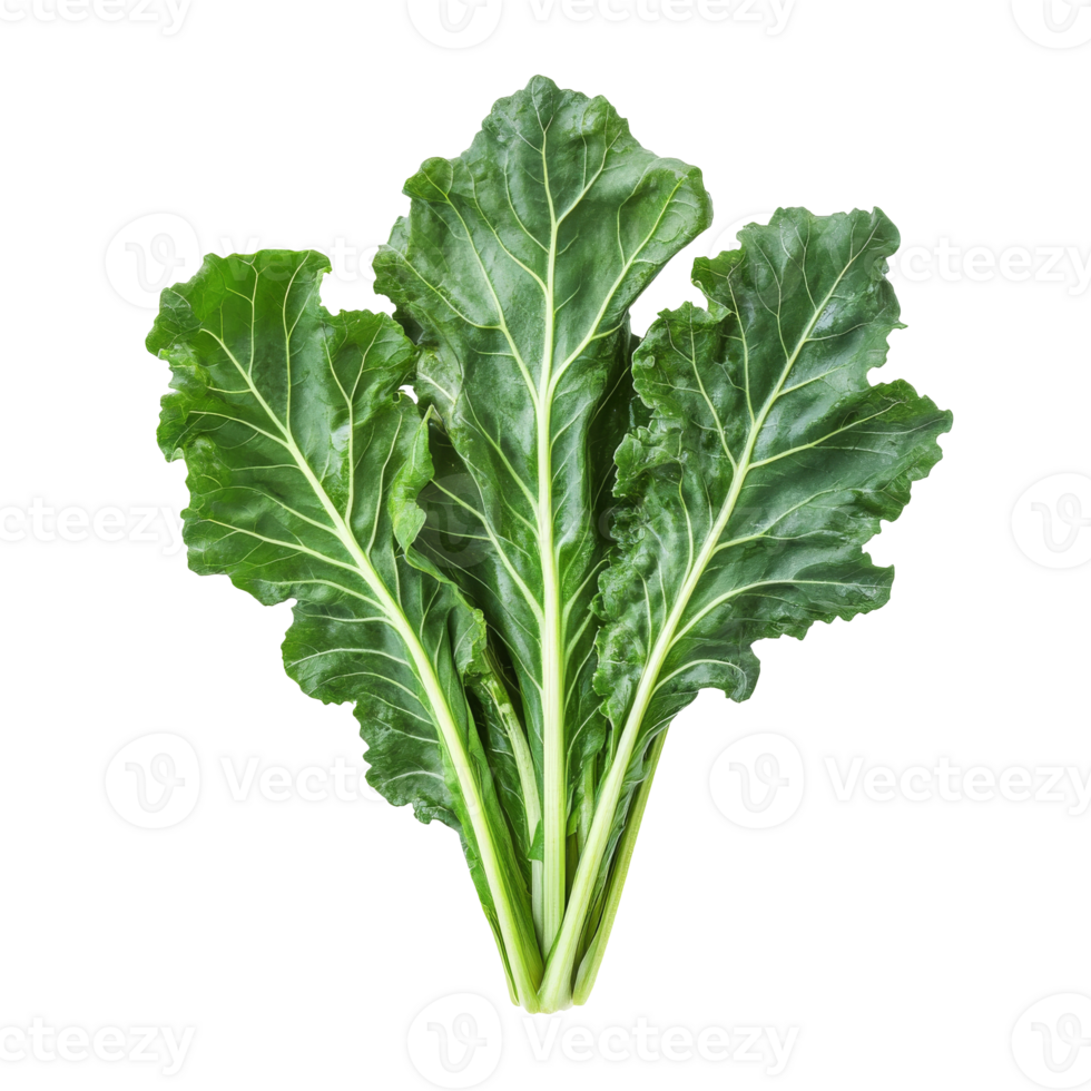 Fresh Swiss chard leaves displayed on a white background, transparent png