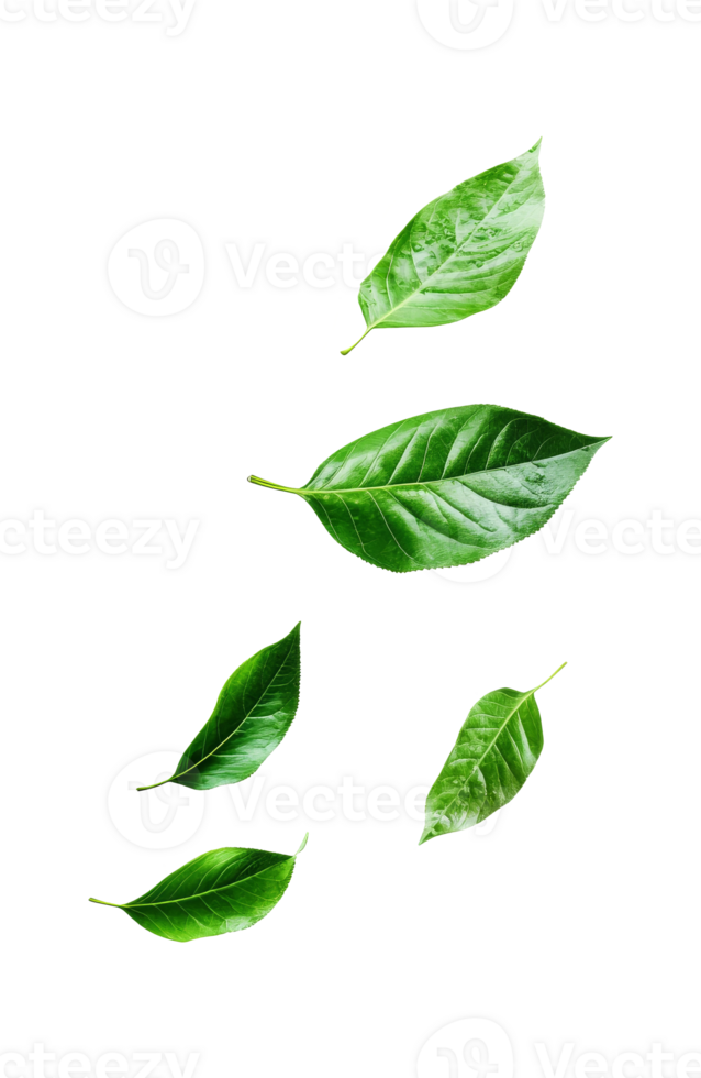 Fresh green leaves scattered on a bright white background, transparent png