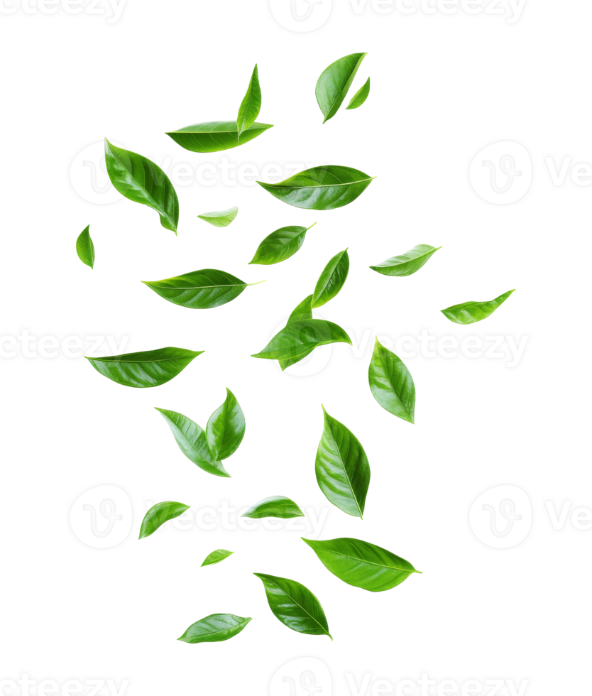 Fresh green leaves floating gracefully on a white background, transparent png