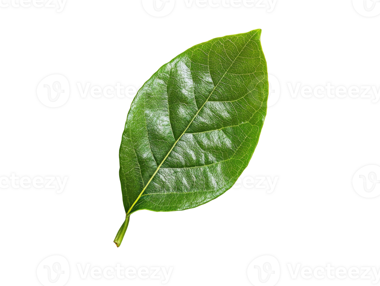 Fresh green leaf isolated against a white background, transparent png