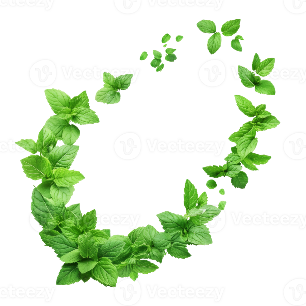 Fresh mint leaves arranged in a circular pattern on white background, transparent png