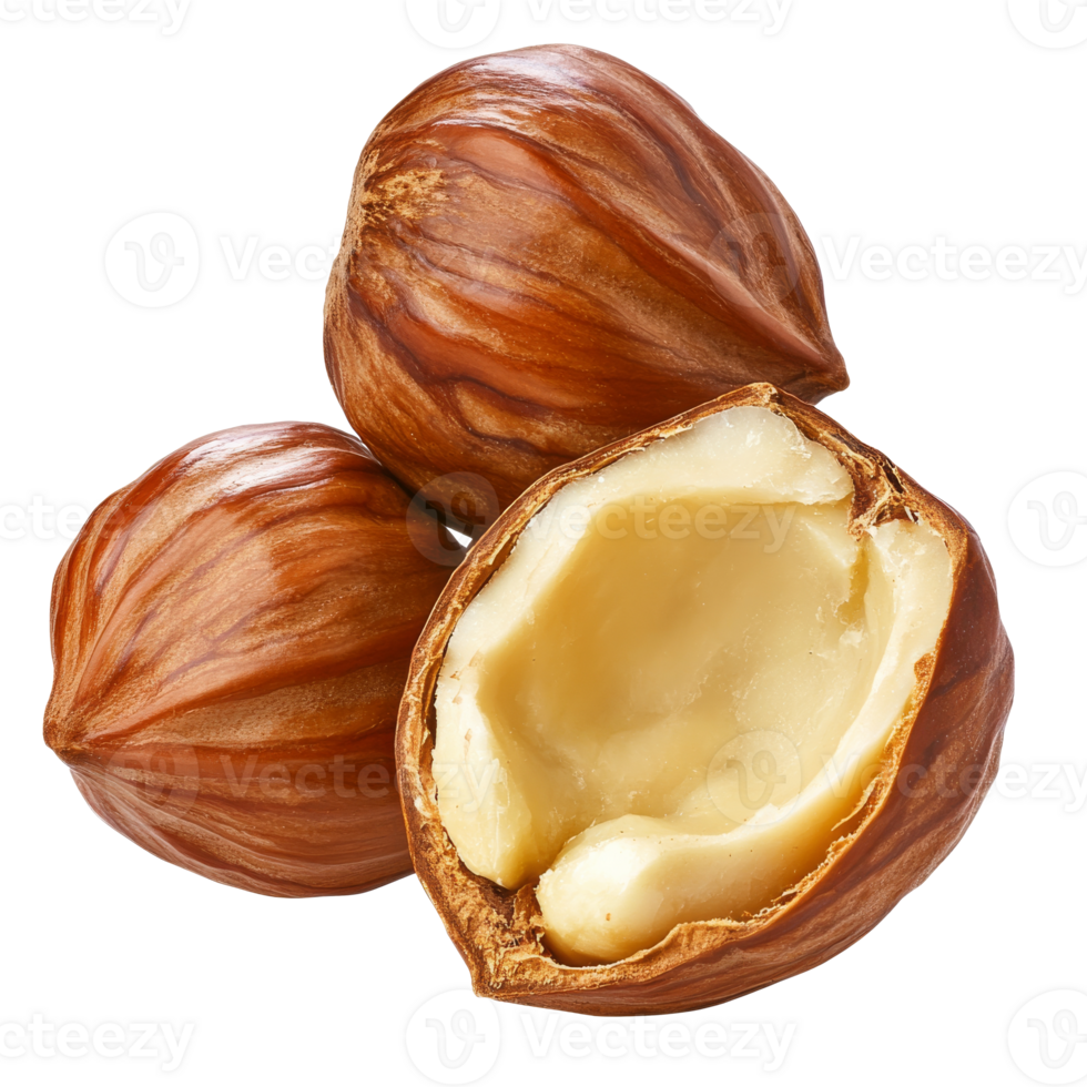 Fresh hazelnuts on a white background showcasing a split nut, transparent png