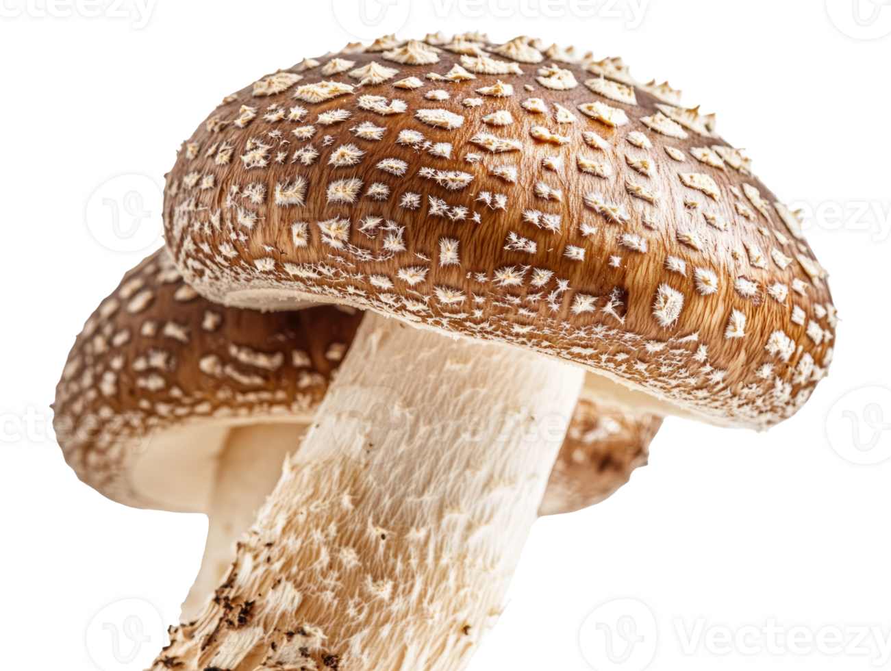 Fresh shiitake mushrooms on white background ready for cooking, transparent png