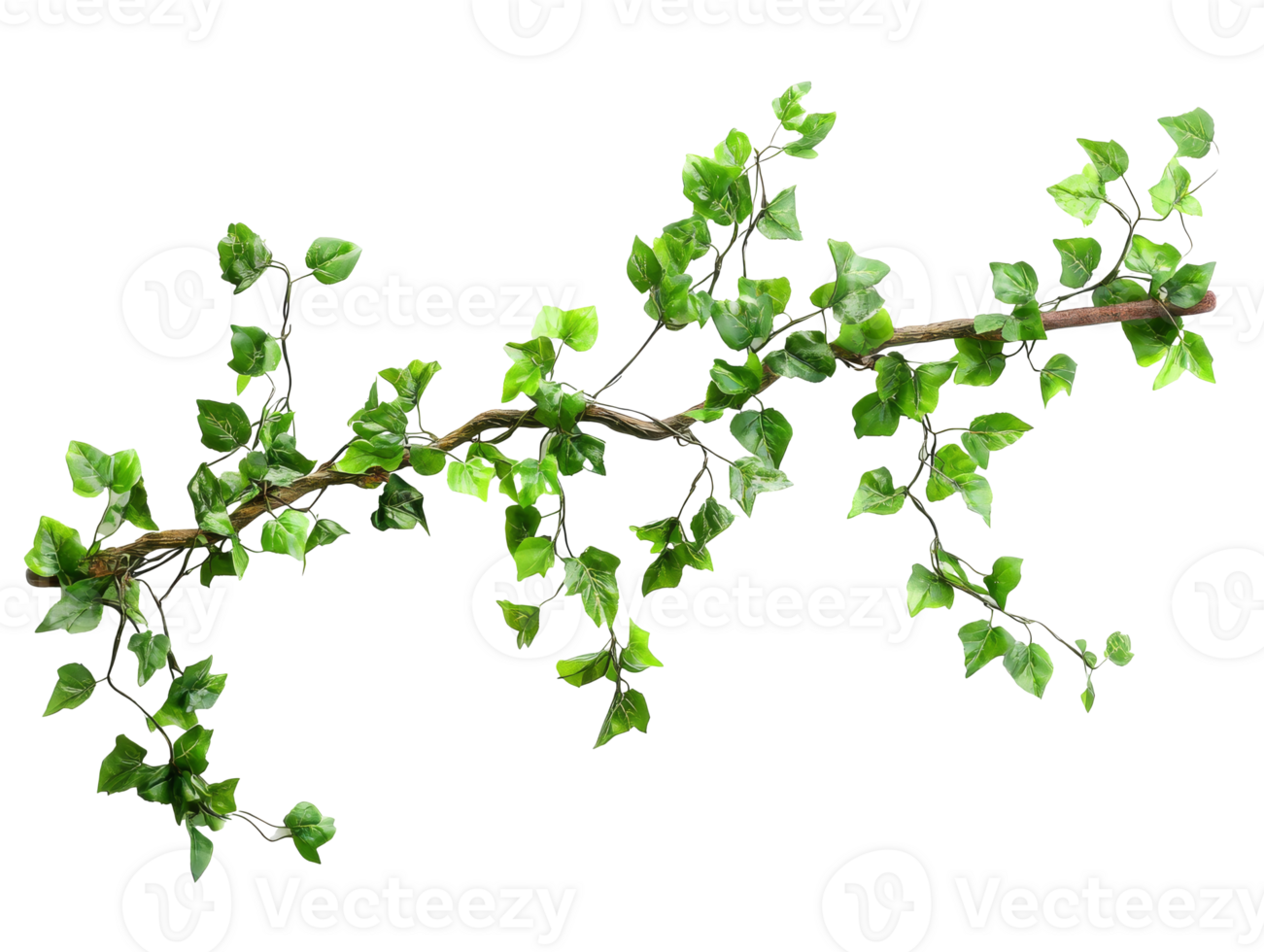 Vibrant green ivy vine with leaves climbing a wooden stick, transparent png