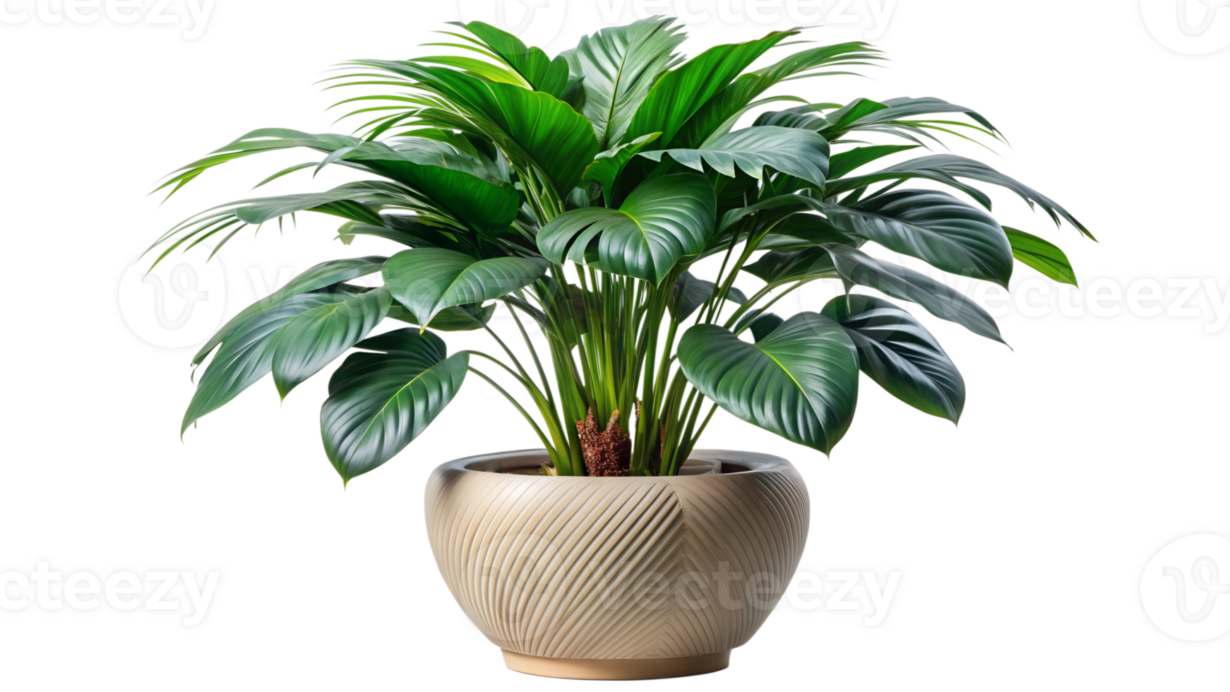 Indoor potted plant with lush green leaves in a decorative pot, cut out transparent png