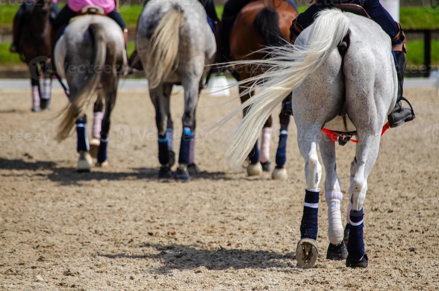view of several horses at a horseball game photo