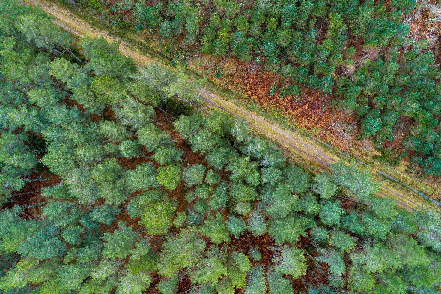 drone view of a pine forest crossed by a dirt track, adventure concept photo