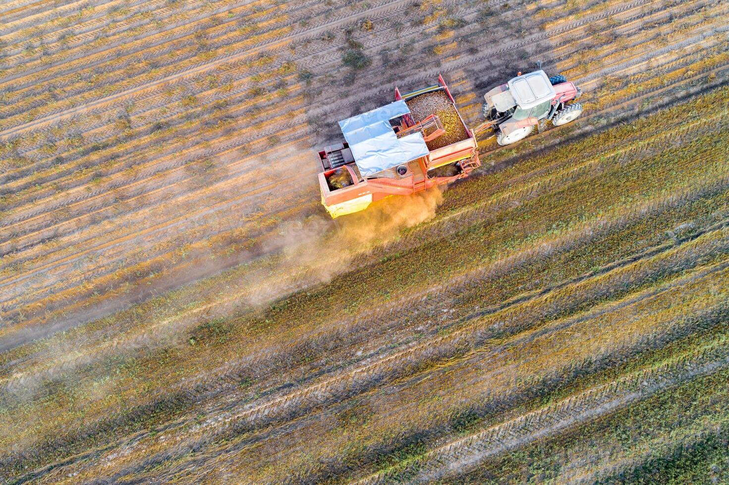 aerial drone view of agricultural machinery working in the potato harvest photo