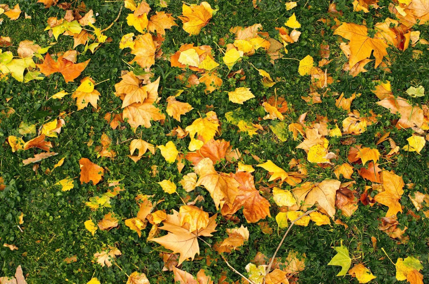 fallen leaves in autumn background pattern. Forest colors in autumn photo