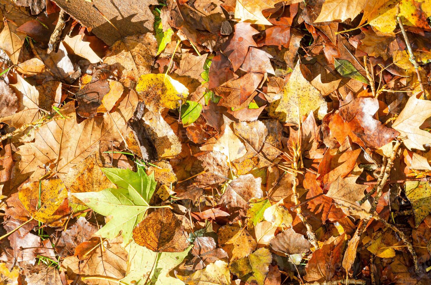 autumn tree fallen leaves background, texture wallpaper photo