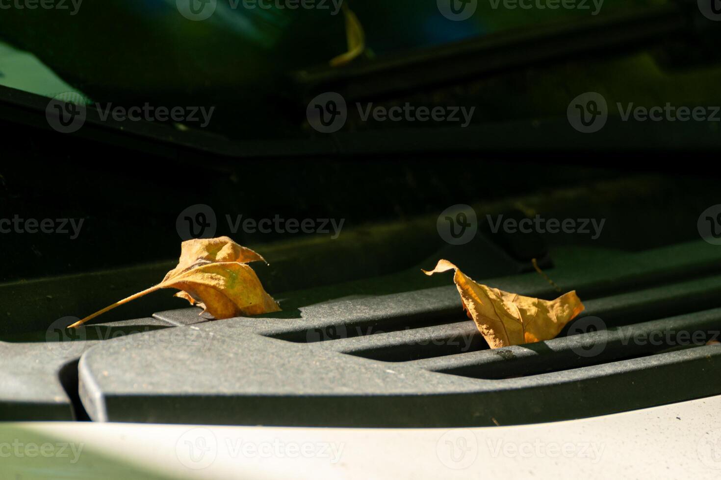 partial view of a car with two leaves falling from a tree in autumn on top of it, fall concept photo