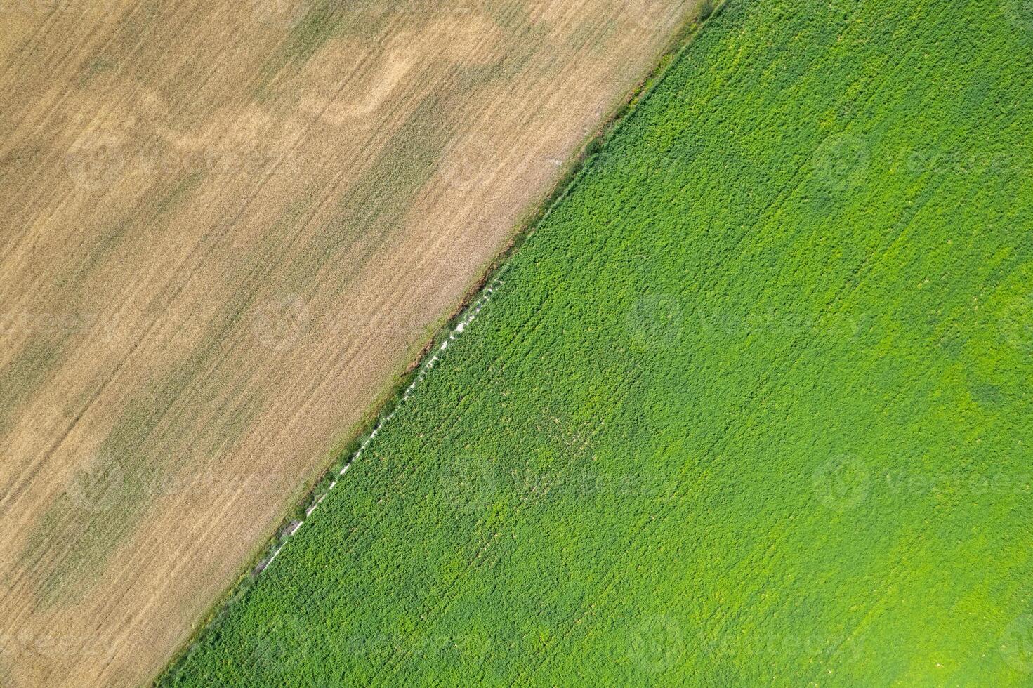 aerial zenithal drone view of a wheat field next to a potato field in summertime photo
