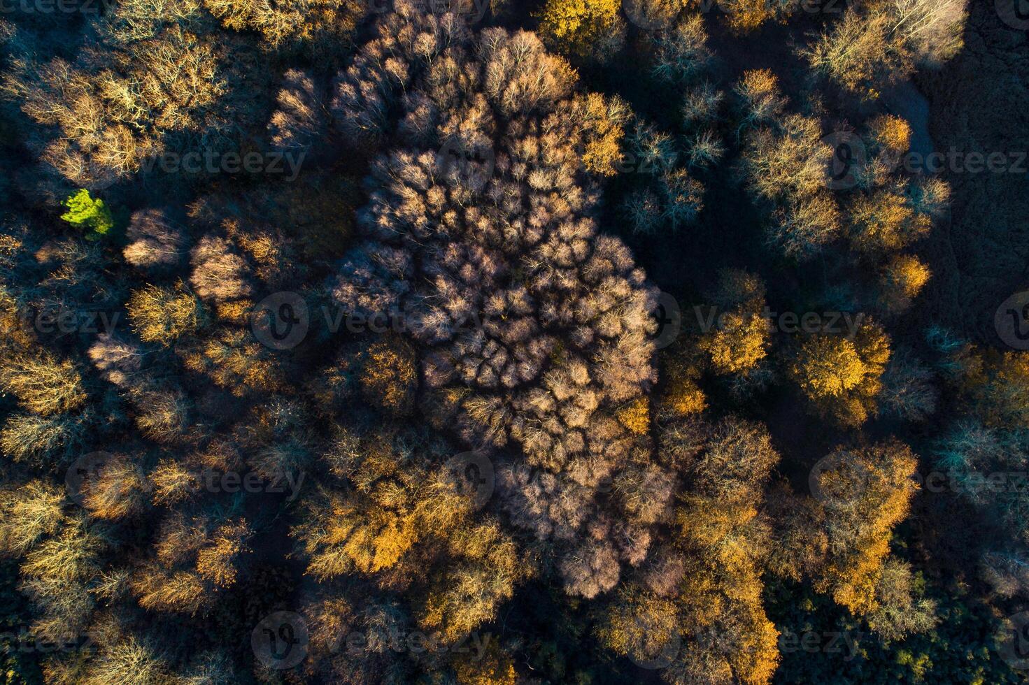 zenithal drone view of a deciduous forest in autumn at sunset, golden hour photo