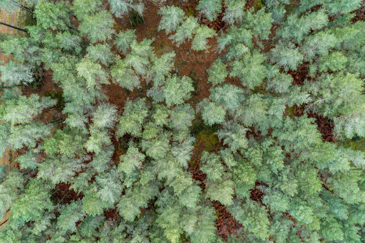 aerial top down view of a green pine tree forest from a drone photo