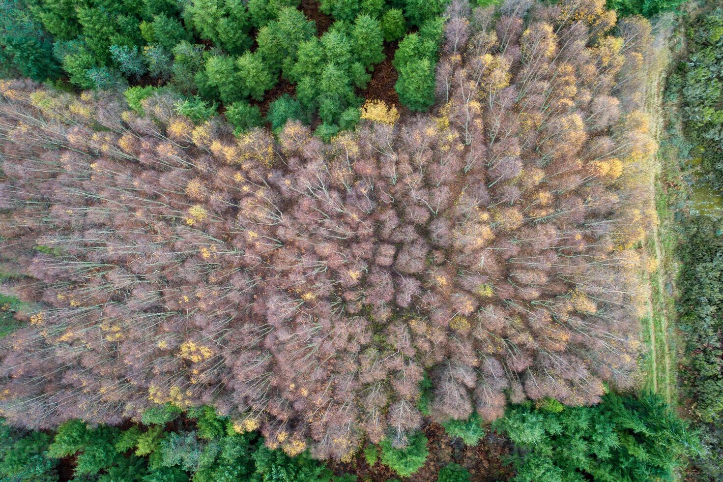 drone view of a mixed forest in winter surrounded by pine forest, nature background photo