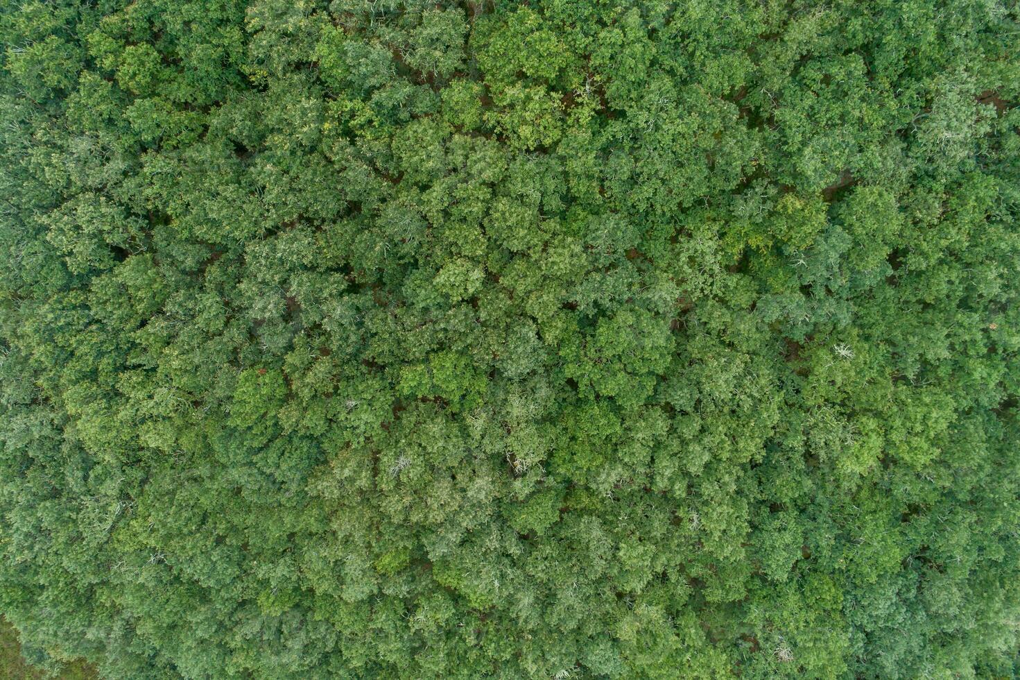 aerial top view of an oak forest on a cloudy day, ecology concept photo