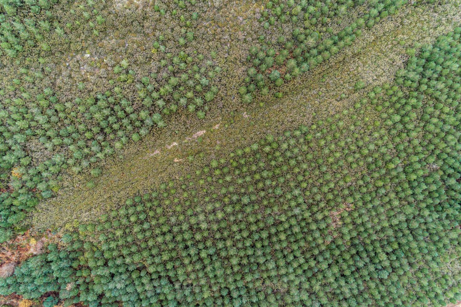 aerial drone view of a pine tree plantation, pine forest photo