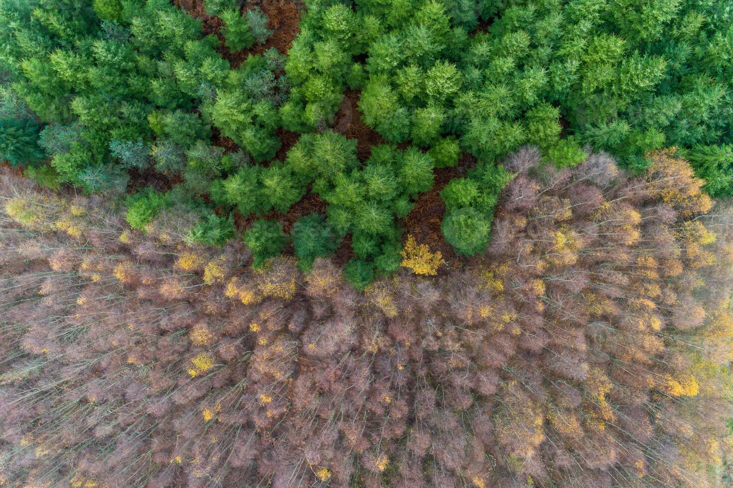 Aerial top drone view of a mixed conifer and broadleaf forest in autumn. photo