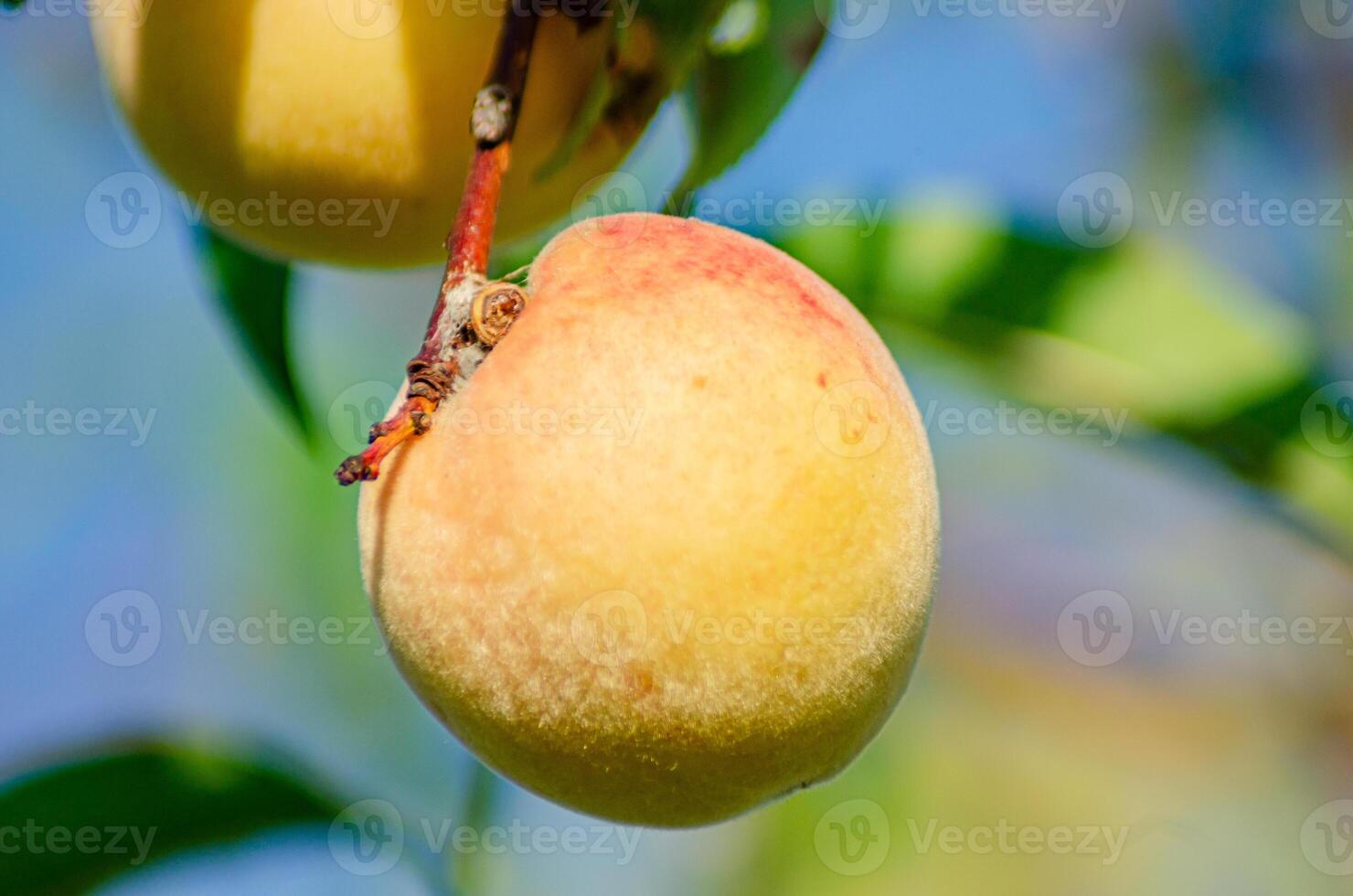 Sweet peach fruits growing on a peach tree branch, ecological orchard photo
