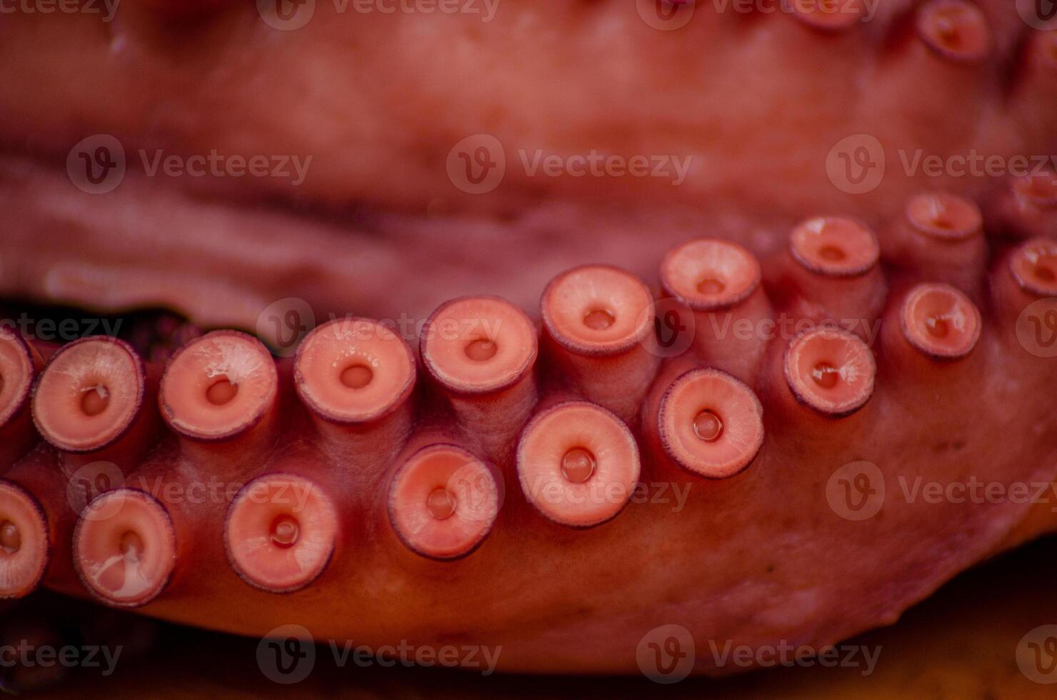 close view of an octopus tentacle cooked according to the typical galician recipe, pulpo a feira photo