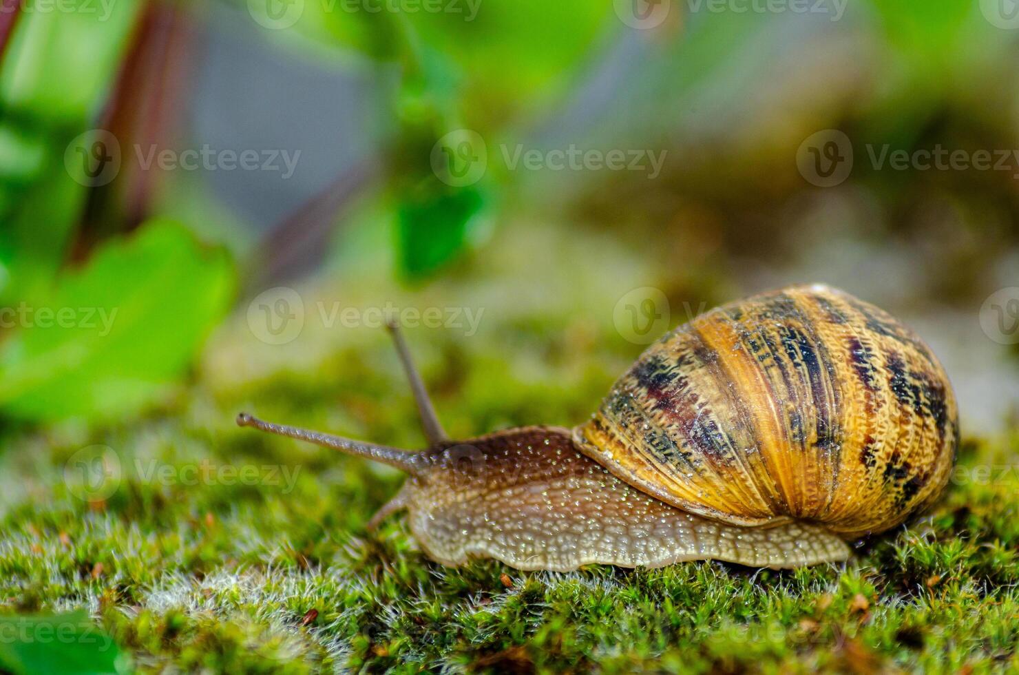 close-up view of a snail with out-of-focus background photo
