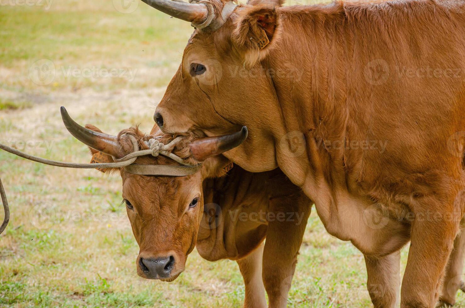 Two cows of the Barrosa breed, autochthonous to the northern part of Portugal. photo