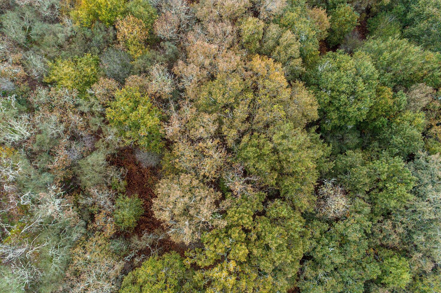 zenithal aerial drone view of a deciduous forest in fall photo