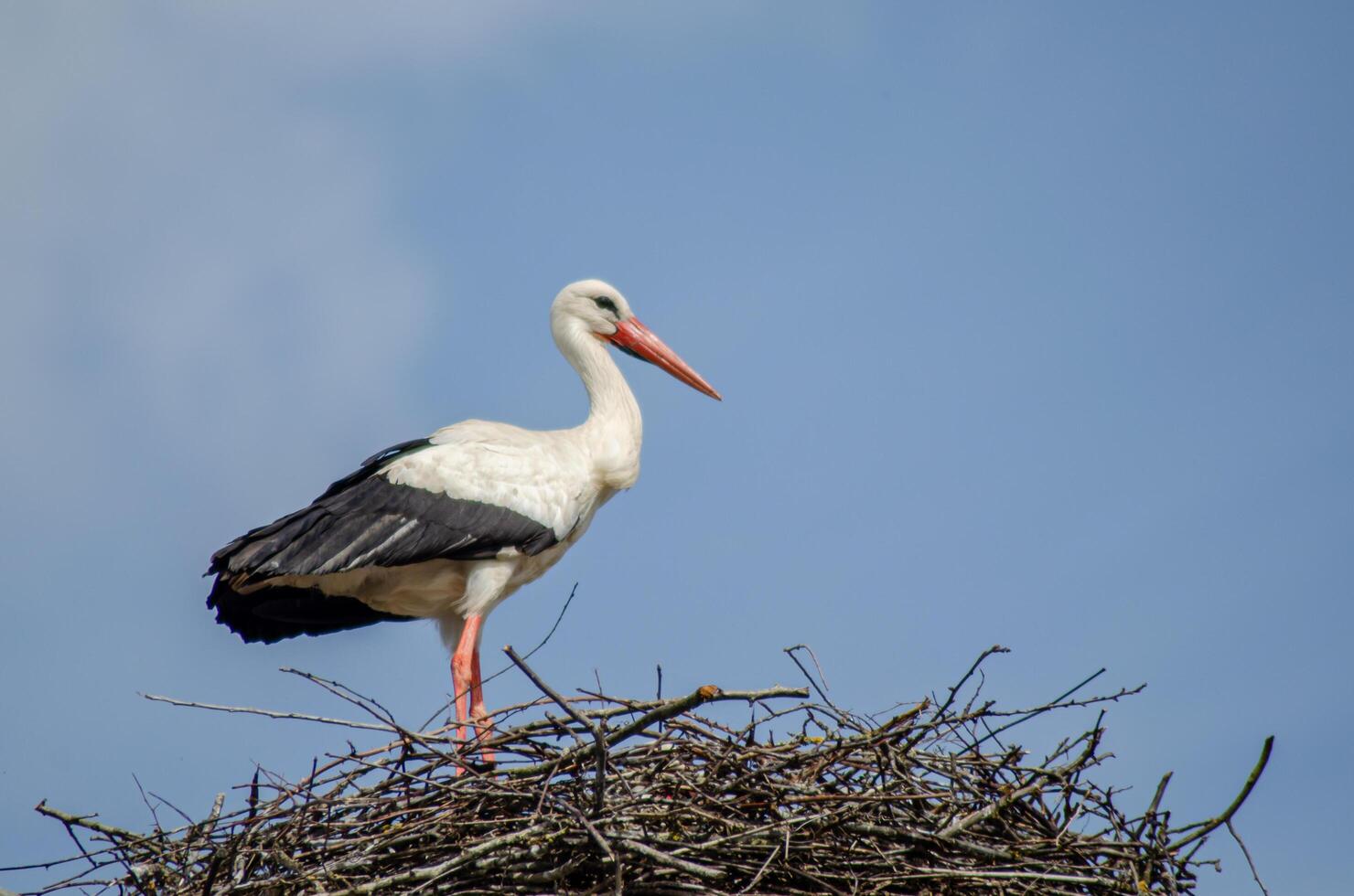 white stork stands on nest on blue sky day photo