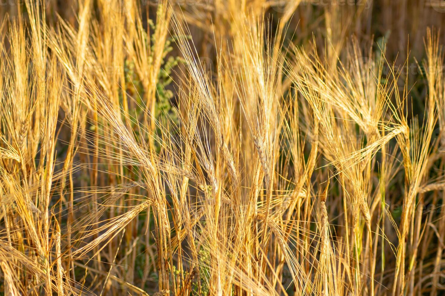 selective focus of a field under barley cultivation in summer ripe for harvesting photo