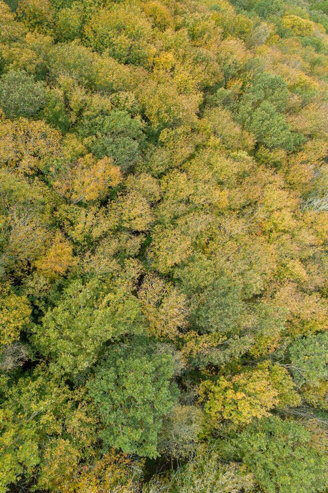 drone aerial view of an autumn deciduous forest, textured autumn background photo