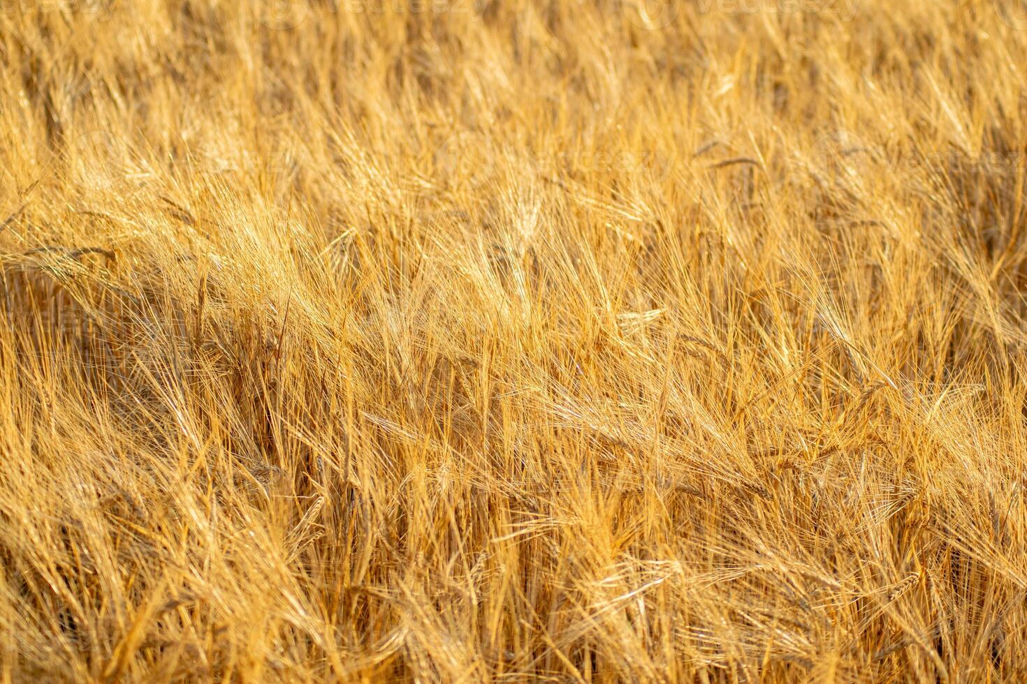 selective focus of a field cultivated with summer barley ripe for harvesting photo