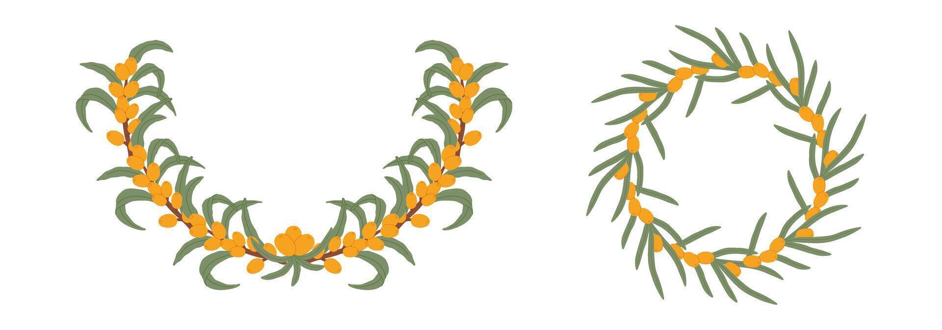 Illustration featuring two sea buckthorn berry wreaths with green leaves, arranged in circular patterns of the bright orange berries and fresh foliage. vector