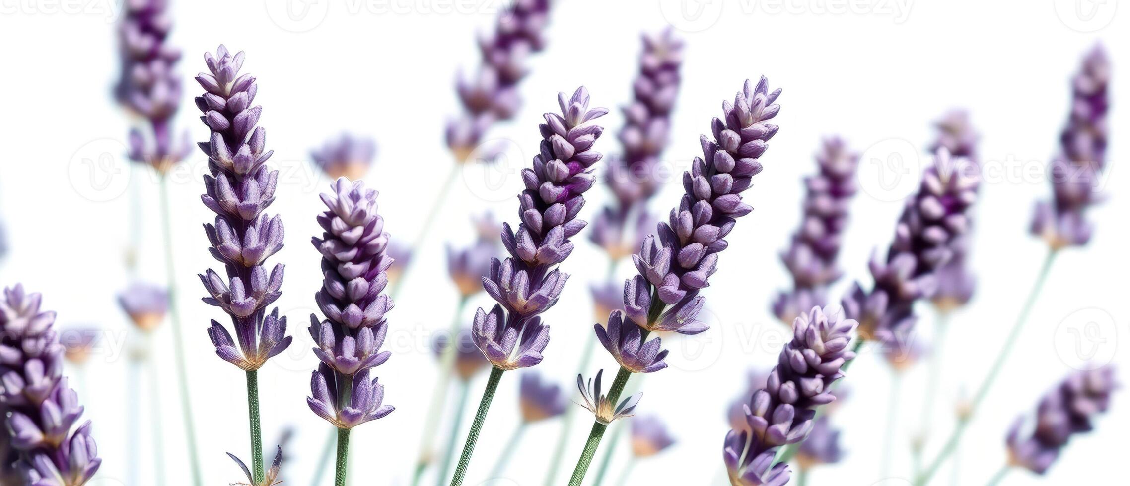 Closeup of Lavender Flowers on White Background photo