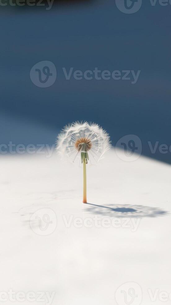 Dandelion in a Blue and White World photo