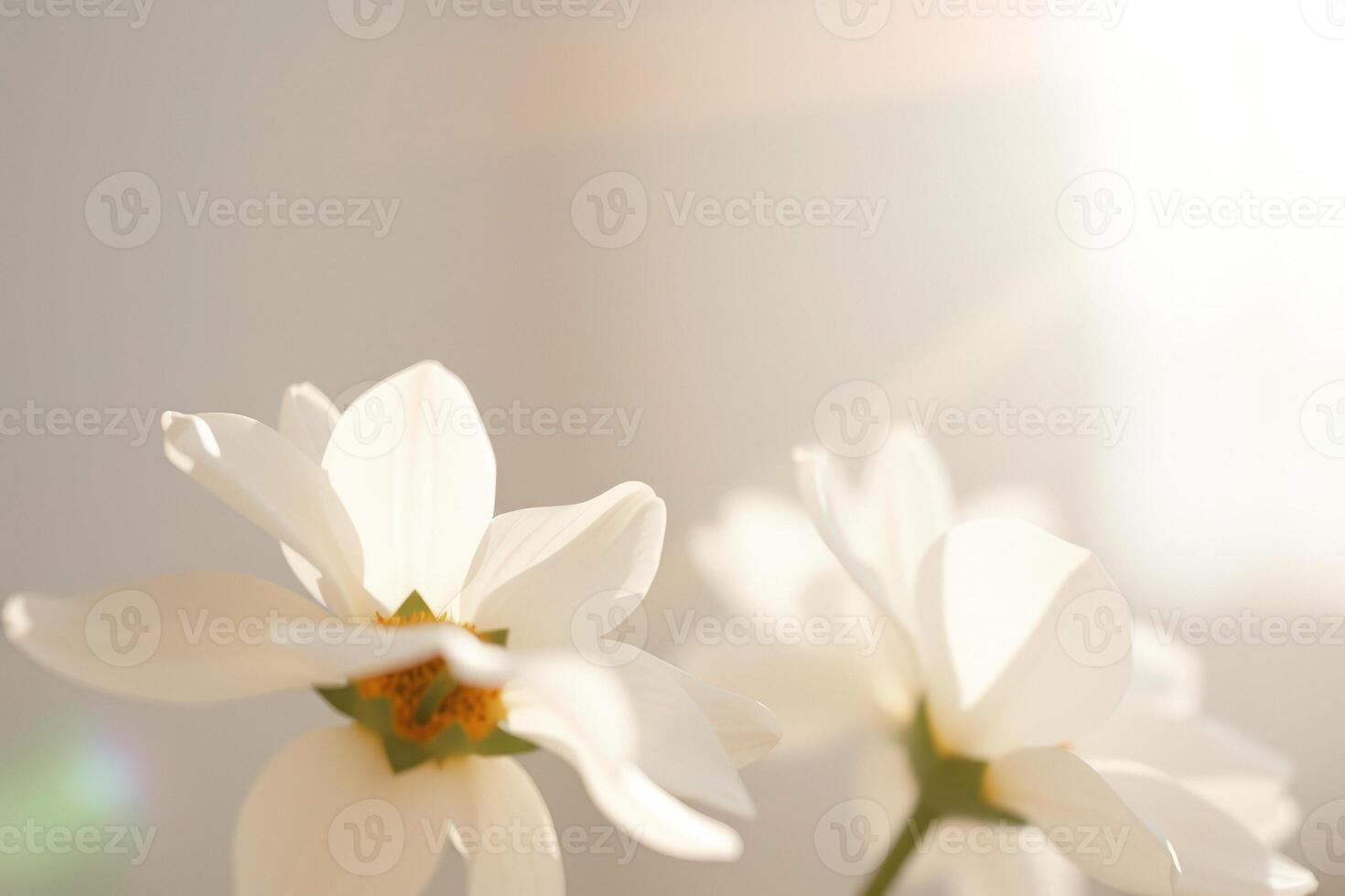 Delicate White Flower with Soft Sunlight photo