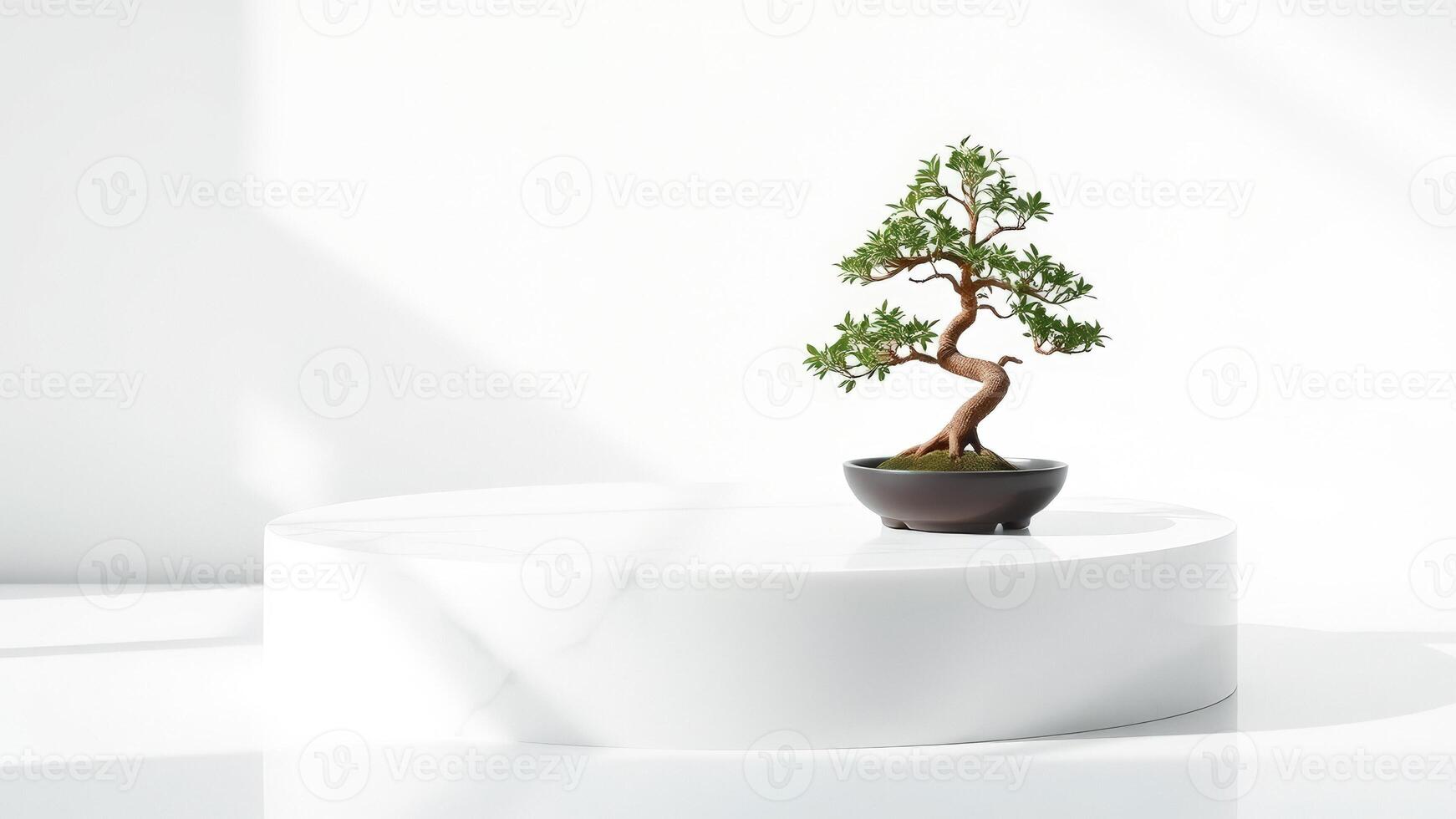 Bonsai Tree on a White Platform photo