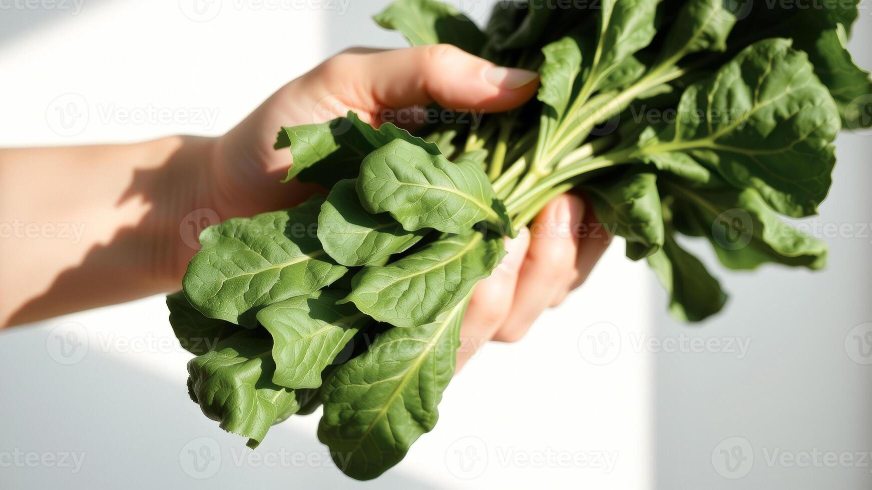 Fresh Spinach Leaves in Hand photo