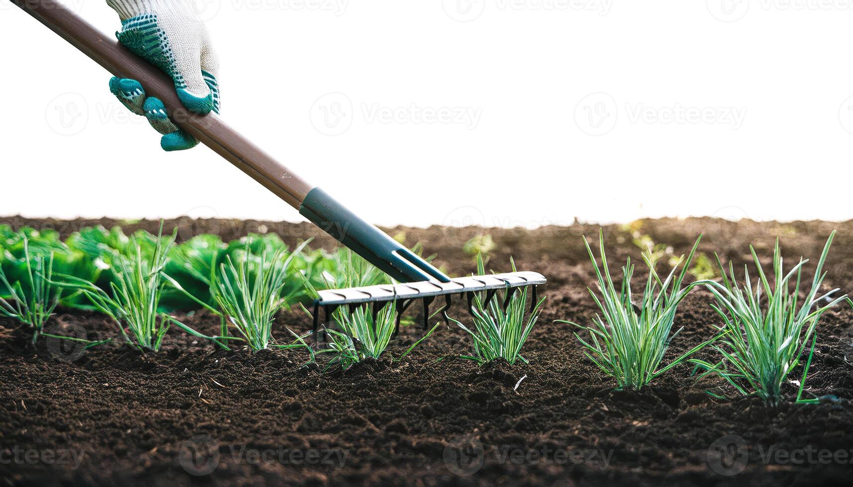 Close-up of a hand raking soil in a garden photo