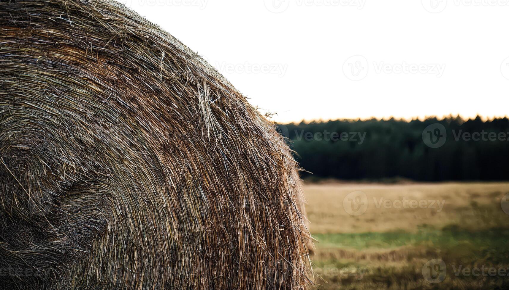 Hay Bale Texture photo