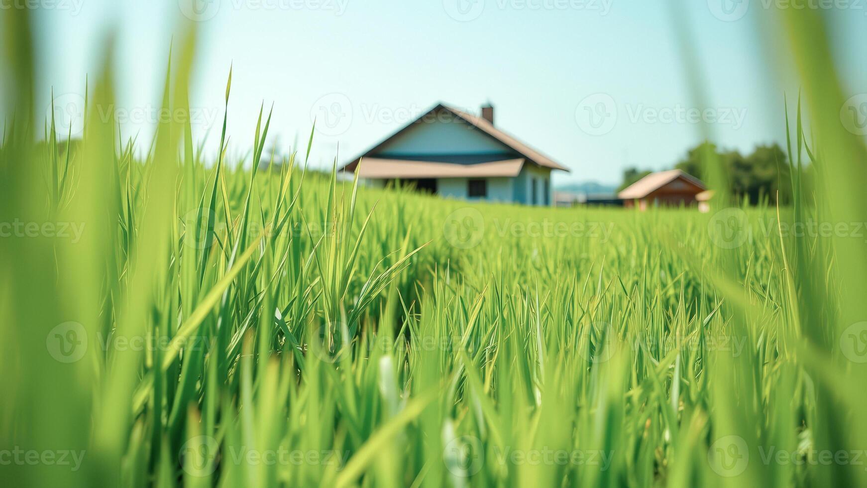 Green Grass and Blurred House photo