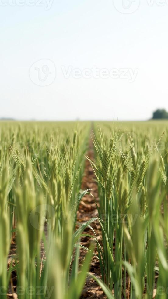 Green wheat field with path photo