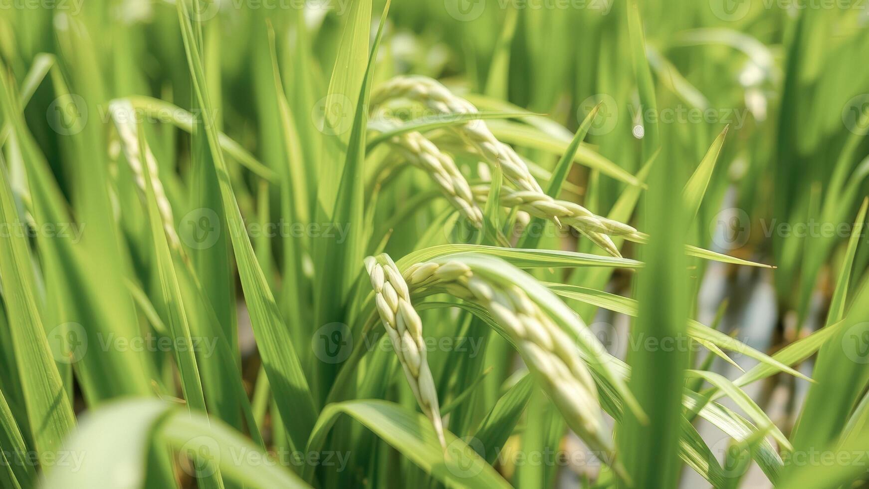 Closeup of Green Rice Plant with White Grain Heads photo