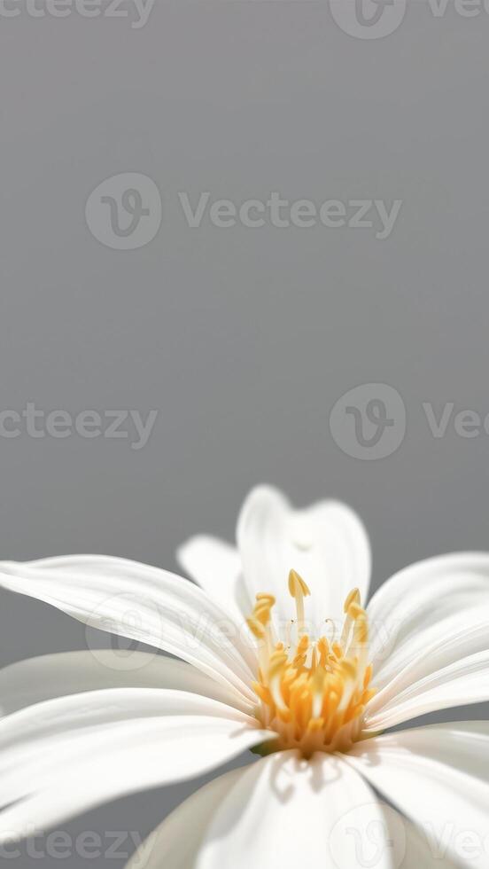 White Flower Close-Up with Grey Background photo