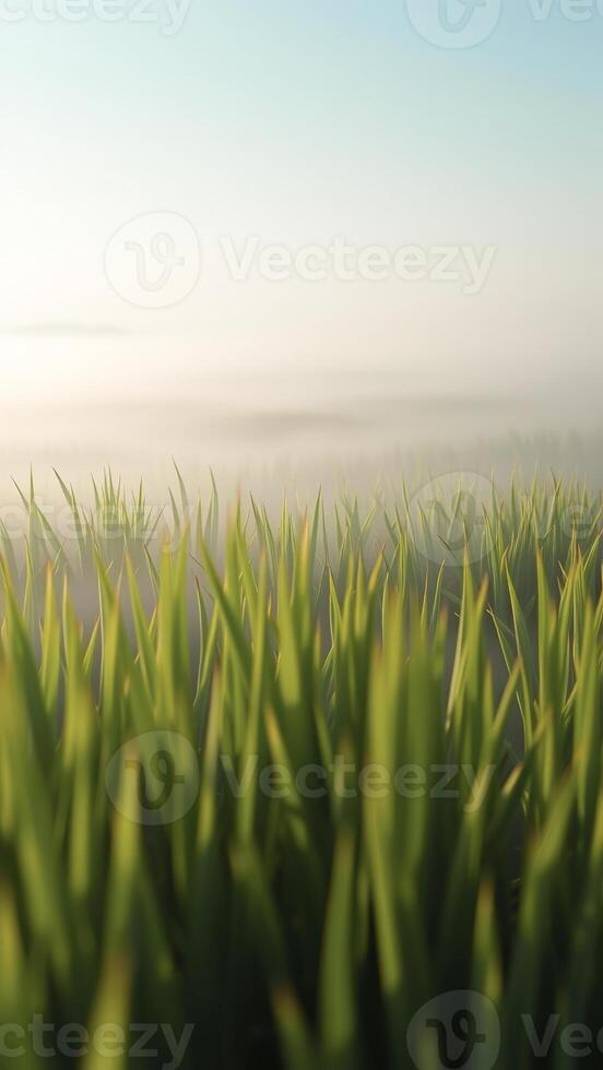 Green Grass Blades on a Foggy Morning photo