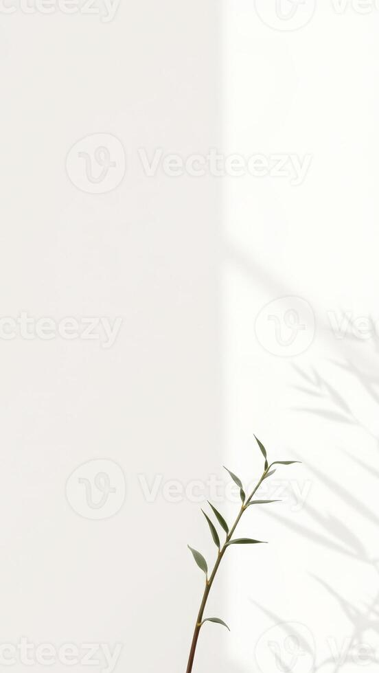 Minimalist Green Branch with Shadow on White Background photo